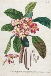 Plantae Selectae: Nr. 41