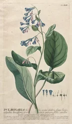Plantae Selectae: Nr. 42 - Pulmonaria