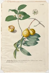 Plantae Selectae: Nr. 43 - Guaiaba