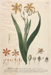 Plantae Selectae: Nr. 52 - Ixia