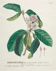 Plantae Selectae: Nr. 66 - Rhododendron