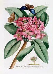 Plumeria, ca. 1749 handkolorierte Gravur