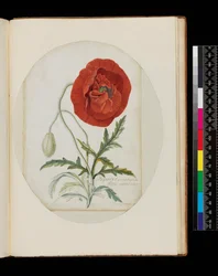 Mohn (Papaver erraticum), 1772
