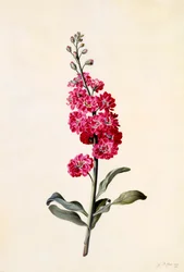Stock Matthiola Incana, ca. 1746 handkolorierter Stich