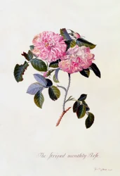 Die gestreifte Monatsrose, ca. 1745 handkolorierte Gravur