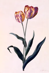 Tulpe, ca. 1744 handkolorierter Stich