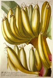 Junge Bananen, aus C. J. Trews "Plantae Selectae", 1750-73