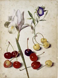 Spanische Iris, Prunkwinde und Kirschen