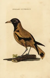 Audubons Pirol oder Schwarzkopfpirol, Icterus graduacauda