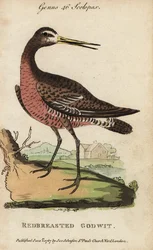 Uferschnepfe oder Rotbrustschnepfe, Limosa limosa