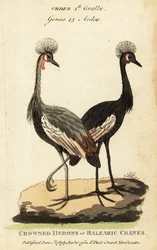 Schwarzkronenkranich, Balearica pavonina