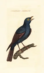 Blaumerle, Monticola solitarius