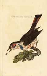 Blaukehlchen, Luscinia svecica