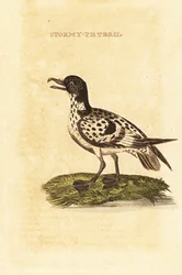 Kapsturmvogel, Daption capense