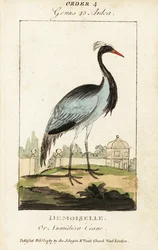 Jungfernkranich oder Numidischer Kranich, Grus virgo