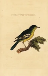 Grünrücken-Fliegenschnäpper, Ficedula elisae