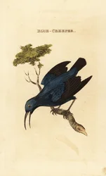 Purpurhonigsauger, Cyanerpes caeruleus