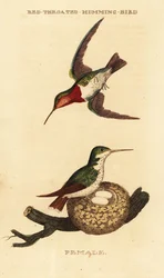 Rubinkehlkolibri, Archilochus colubris
