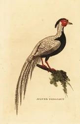 Silberfasan, Lophura nycthemera