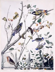 Rotkehlchen, Kohlmeise (männlich und weiblich) und Blaumeise (männlich und weiblich), um 1841