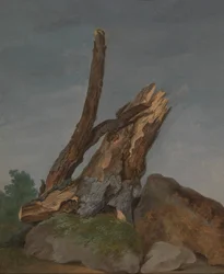 Studie von Felsen und Ästen