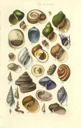Conchological Manual Tafel 15. Bunte Muscheln, einschließlich Abalone-Muscheln