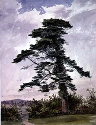 Landschaft mit einer Schottischen Kiefer