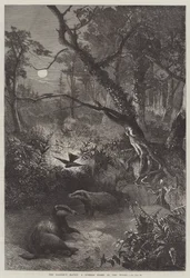 Das Versteck des Dachses, eine Sommernacht im Wald