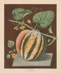 Pomona Britannica: Nr. 64 - Scarlet Flesh Romana Melone, 1812