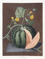 Silberne Zuckermelone, 1812