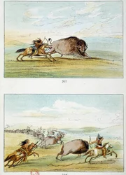 Amerikanische Indianer: Bisonjagd. Illustration von George Catlin (1794-1872)