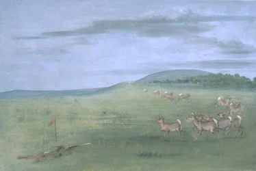 Antilopenjagd, angelockt