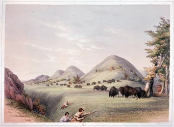 Bisonjagd