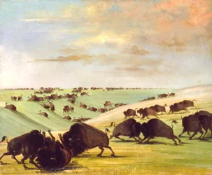 Büffelkämpfe in der Brunftzeit, Oberer Missouri, 1837-1839