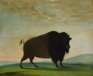 Büffelkuh, weidend auf der Prärie, 1832-1833