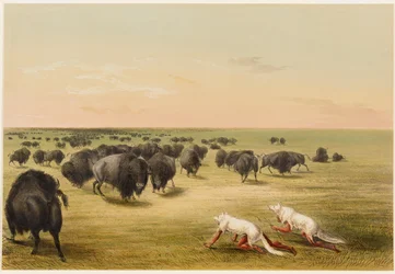 Büffeljagd, unter der weißen Wolfshaut