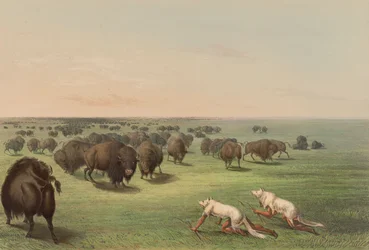 Büffeljagd, mit Wolfshaut, Tafel 13 aus dem Nordamerikanischen Indianer-Portfolio
