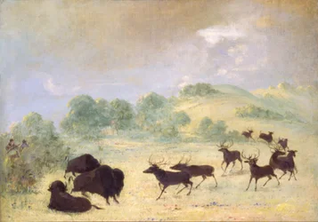 Elch und Büffel machen Bekanntschaft, Texas