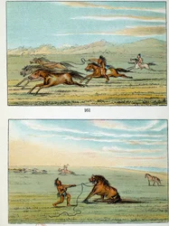 Indianer Amerikas: Wie man Wildpferde fängt. Illustration von George Catlin (1794-1872)