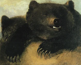 Waffen und Physiognomie des Grizzlybären