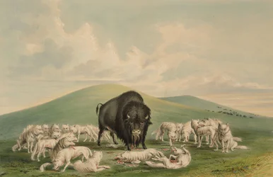 Weiße Wölfe greifen einen Bisonbullen an