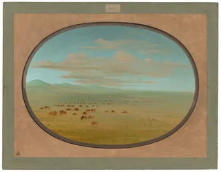 Wilde Rinder weiden auf der Pampa del Sacramento