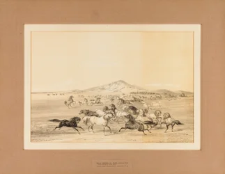 Wilde Pferde beim Spielen--Nr. 3