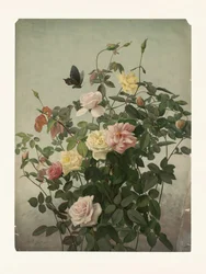 Rosen