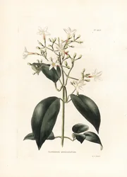 Jasmin (Jasminum paniculatum) - Lithographie von George Cooke, für das britische Magazin Conrad Loddiges Botanical Cabinet (1738-1826)