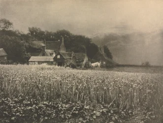 Camera Work: Das Zwiebel-Feld - 1890, 1890