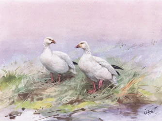 Kleine Schneegans