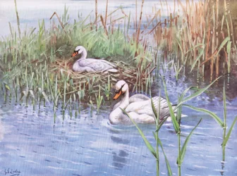 Höckerschwan
