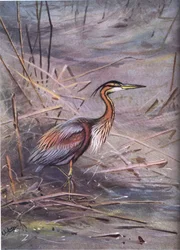 Purpurreiher