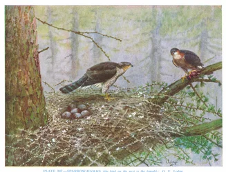 Sperber, Illustration aus 